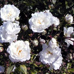 Rosal 'Alba Meillandcor'